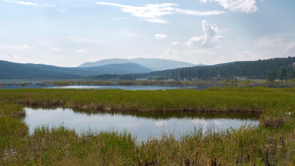 Elizabeth Lake Park in Cranbrook, BC with calm wetland waters, tall reeds, and distant mountain views, capturing a peaceful birdwatching scene where visitors scan the shoreline and open water for waterfowl and migratory birds in a quiet natural setting.
