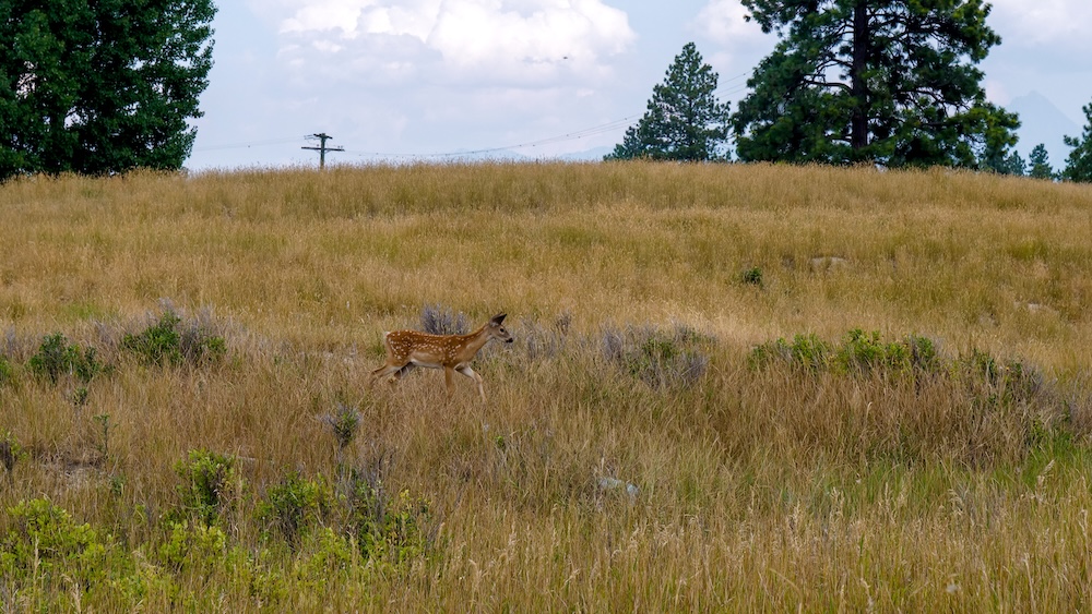 Elizabeth Lake Park in Cranbrook, BC with a wild deer moving through golden grasslands, showing how quiet and uncrowded the area feels, with open meadows, trees in the distance, and a peaceful wildlife encounter that families often enjoy.
