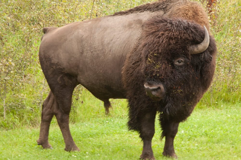 A large bison stands on green grass in Elk Island National Park, Alberta, Canada, with its dark shaggy head, curved horns and heavy body framed by low woodland vegetation.