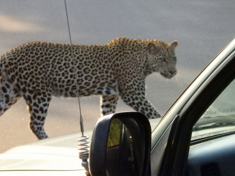 Elusive leopard crossing our safari vehicle in Africa 