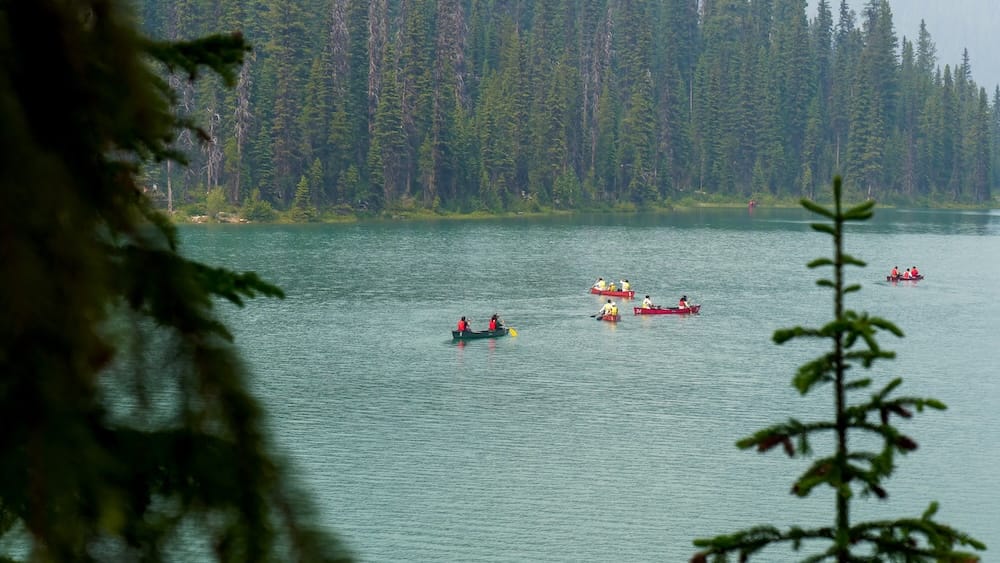 Canoeing on Emerald Lake in Yoho National Park, British Columbia, Canada, with forest-lined shoreline Several canoes move across Emerald Lake in Yoho National Park, British Columbia, Canada, viewed through foreground evergreens, with calm turquoise water and a dense conifer shoreline in the background.