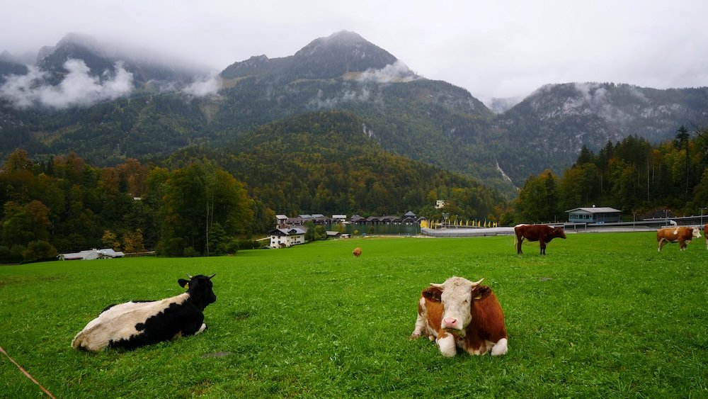 Enjoying visiting local farm animals like cows while visiting Berchtesgaden, Germany 