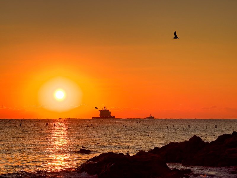 Epic sunrise at Ulsan beach with bird silhouette in South Korea 