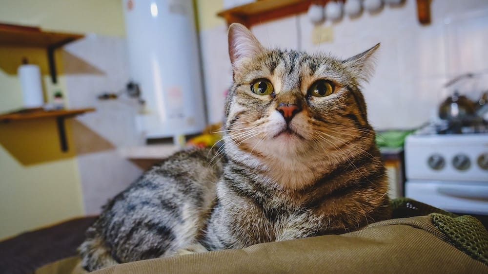 Curious tabby cat resting on luggage inside our apartment rental in Esquel, Chubut, Patagonia, Argentina, with a refrigerator, stove, kettle and kitchen shelves visible behind it.