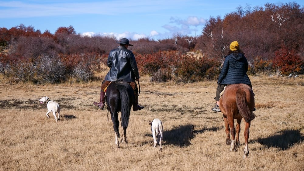Autumn Horseback Riding and Gaucho Traditions Near Esquel, Chubut, Patagonia, Argentina Two riders cross the golden Patagonian steppe near Esquel, Chubut, Argentina, accompanied by sheepdogs and surrounded by low autumn forest beneath a clear blue sky.