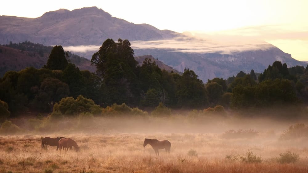 Grazing horses stand in a misty field at Estancia Arroyo Verde in Neuquén, Patagonia, Argentina, with golden morning light, tall trees and broad Andean mountain slopes rising behind the open landscape.