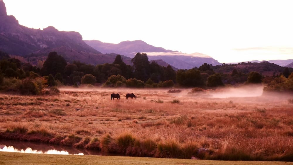 Horses grazing in morning mist at Estancia Arroyo Verde Neuquén Patagonia golden sunrise landscape Grazing horses at Estancia Arroyo Verde in Neuquén Patagonia during a misty autumn morning, surrounded by golden grasslands, soft fog, and distant mountain silhouettes under warm early light.