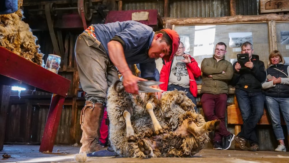 Gaucho shearing a sheep at Estancia Nibepo Aike near El Calafate Patagonia Argentina, demonstrating traditional ranch life and livestock practices with visitors observing inside a rustic barn, highlighting the origins of Patagonian lamb production