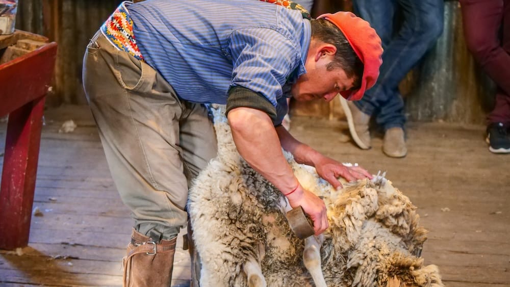 Gaucho sheep shearing Estancia Nibepo Aike Patagonia ranch work Estancia Nibepo Aike Patagonia gaucho shearing sheep using hand clippers inside a wooden shed, capturing real ranch labor during shearing season rather than staged tourist demonstrations of gaucho culture in southern Argentina.