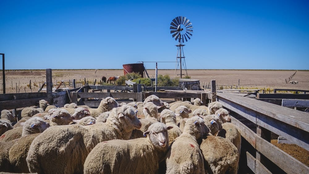 A flock of sheep crowds a wooden corral at Estancia San Lorenzo on Peninsula Valdés, Chubut, Argentine Patagonia, with a windpump and water tank standing on the open steppe behind them.