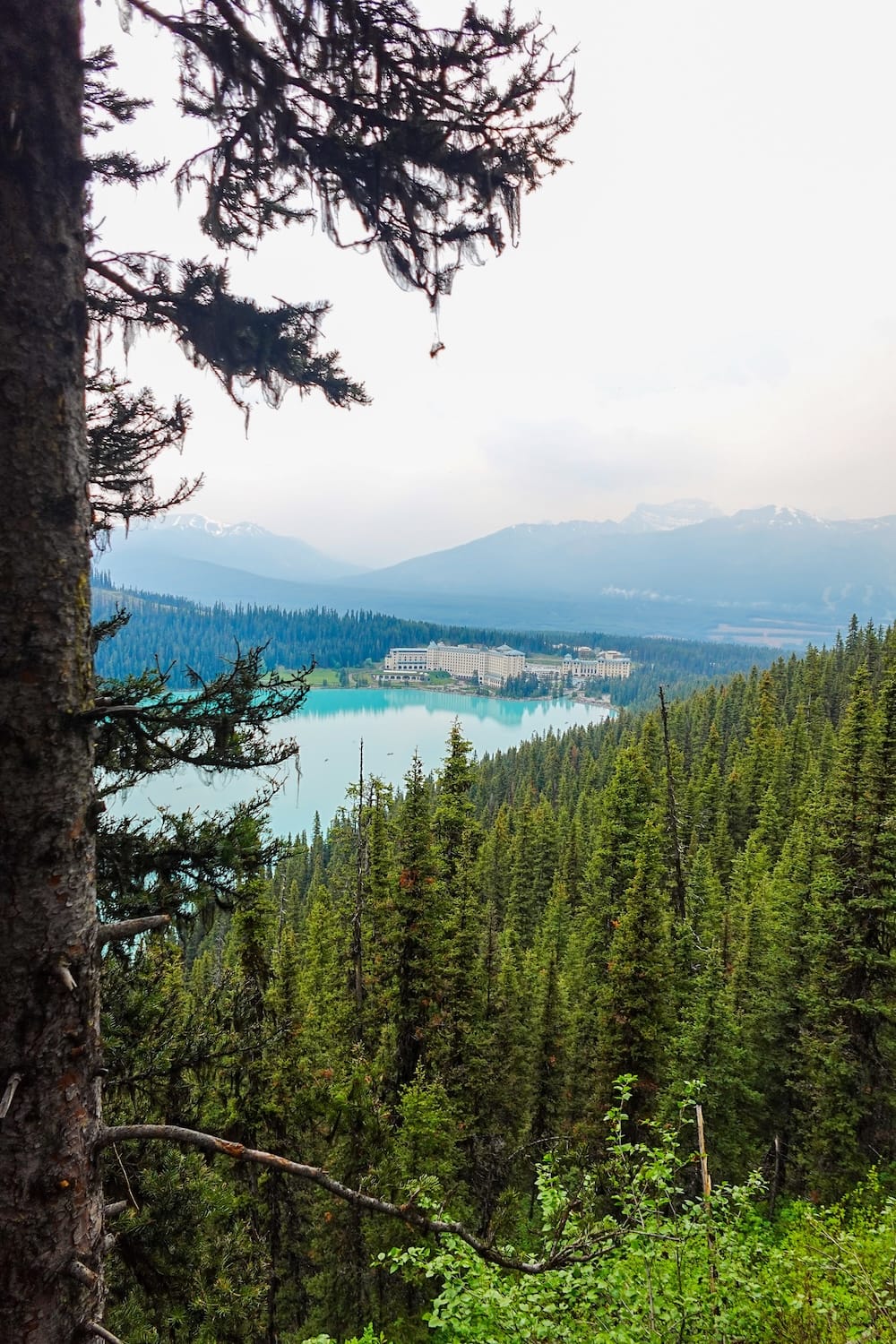 The Fairmont Chateau Lake Louise sits on the shore of turquoise Lake Louise, seen through pine branches from the Fairview Lookout trail, Banff National Park, Alberta, Canada.