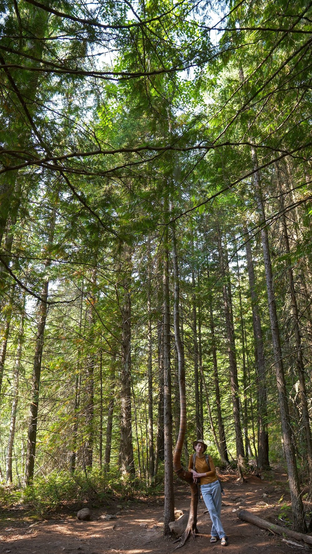 Audrey Bergner hiking Fairy Creek Falls trail Audrey Bergner of That Backpacker standing along the Fairy Creek Falls trail in Fernie, British Columbia, surrounded by tall evergreen trees and forest light in early autumn, capturing the quiet, family-friendly hiking experience just outside town.