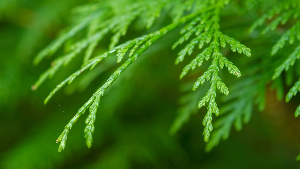 Close-up view of vibrant green forest foliage along the Fairy Creek Falls trail in Fernie, British Columbia, highlighting fine needle details and lush vegetation that give this family-friendly waterfall hike its calm, immersive feel.
