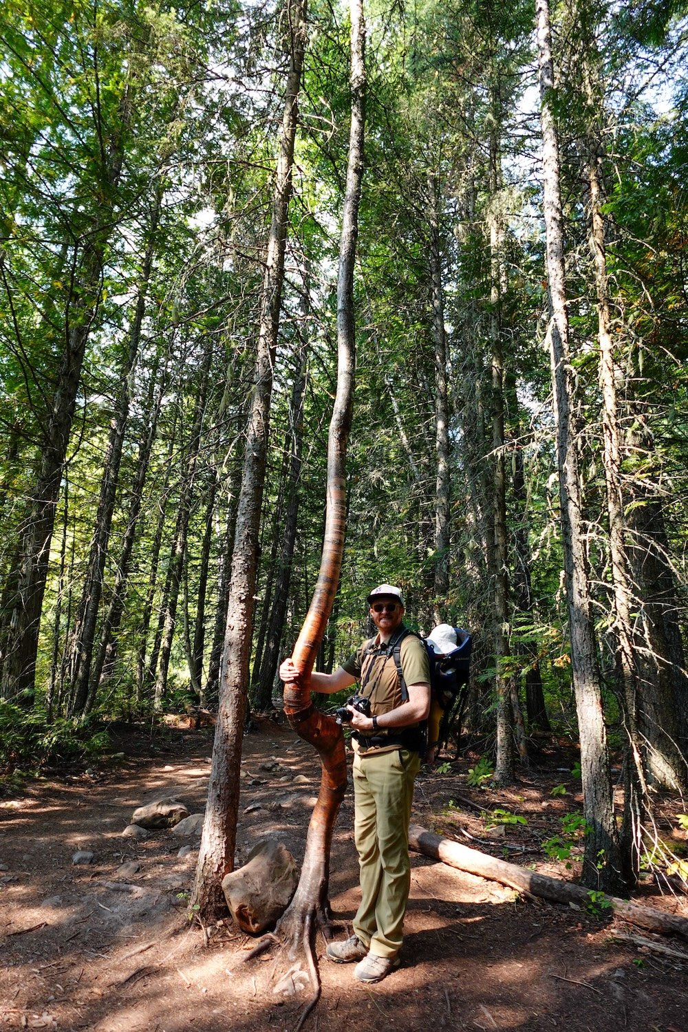 Fairy Creek Falls family hike near Fernie Nomadic Samuel Jeffery hiking the Fairy Creek Falls trail in Fernie, British Columbia, carrying baby Aurelia in a backpack while pausing among tall forest trees, capturing a playful family moment on this popular, easy hike near town in the Canadian Rockies.