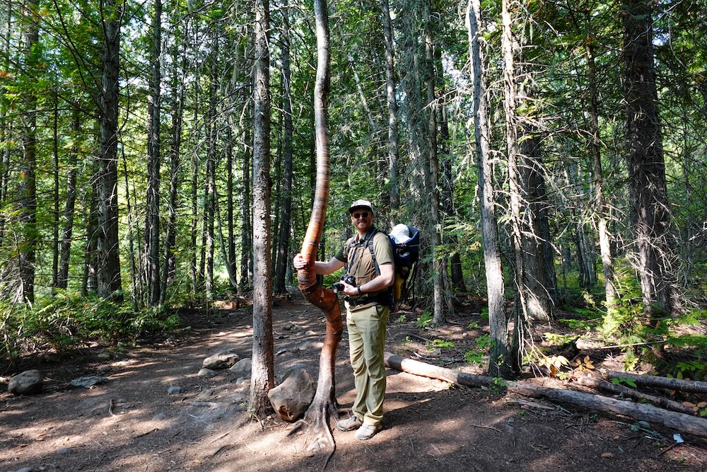 Nomadic Samuel Jeffery pausing on the Fairy Creek Falls trail in Fernie, British Columbia, with baby Aurelia resting in a backpack carrier while enjoying a shaded forest break during this relaxed, family-friendly waterfall hike.
