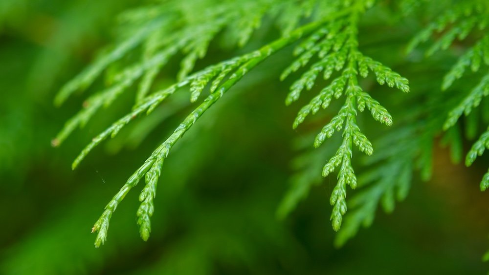 Forest foliage at Fairy Creek Falls trailhead Close-up of lush green foliage along the Fairy Creek Falls trailhead in Fernie, British Columbia, capturing fine cedar-like leaves and forest textures that highlight the damp, vibrant mountain environment hikers experience.
