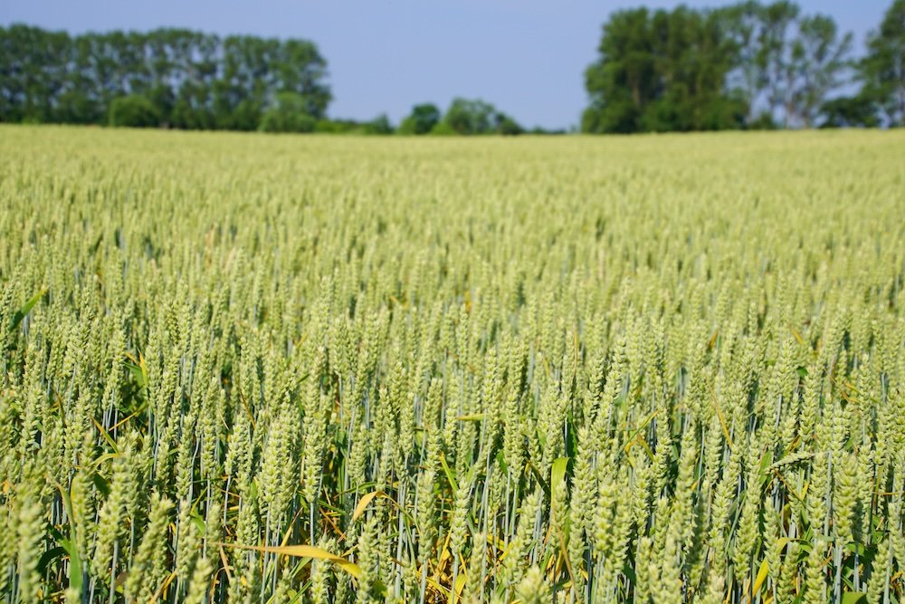 Farmland macro details in Wustrow, Germany 