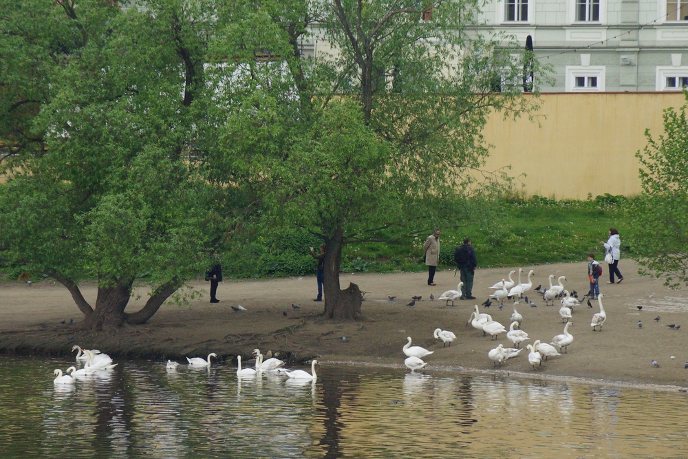 Feeding swans in Prague by the riverside in Prague