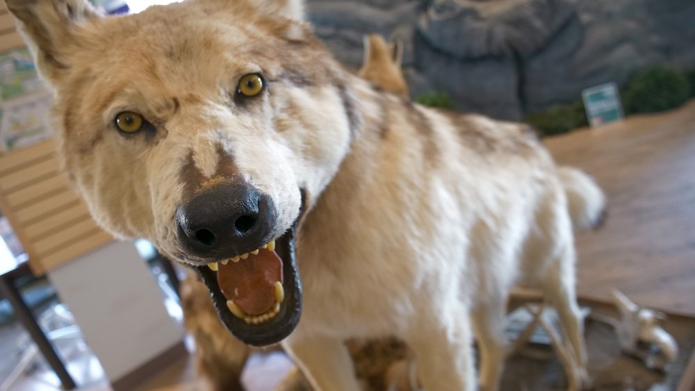 Fernie, British Columbia Visitor Centre wildlife display featuring a life-size wolf exhibit with detailed features, used to introduce visitors to the local ecosystem, regional wildlife, and natural history of the Elk Valley and surrounding mountains.
