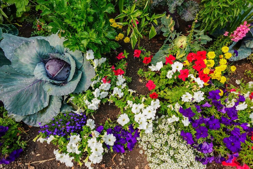 Fernie City Hall garden along the downtown heritage walk in Fernie, BC Fernie City Hall garden in downtown Fernie, British Columbia, spotted along the heritage walk and showcasing colorful flowers, leafy plants, and carefully maintained public landscaping that adds charm and beauty to the town’s historic core.