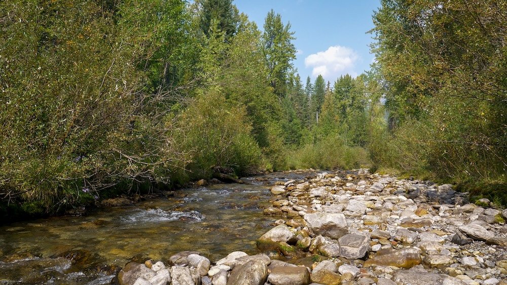 Fairy Creek Trail near Fernie, British Columbia, with clear creek water flowing past rounded stones and dense forest, showing a peaceful section of this easy-access nature walk popular with hikers and families close to town.
