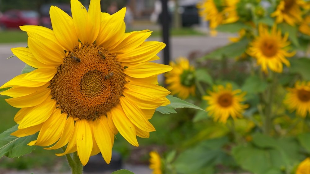 Sunflowers along Fernie Heritage Walk Close-up sunflower blooms along Fernie’s Heritage Walk in British Columbia, showing bright yellow petals, pollen-rich centers, and bees at work, adding a small, joyful detail to an easy downtown stroll between historic buildings.