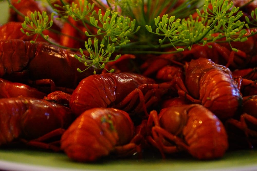 Cooked Finnish crayfish arranged on a platter with dill, photographed close up as part of a traditional crayfish dinner associated with late-summer food culture in Finland.
