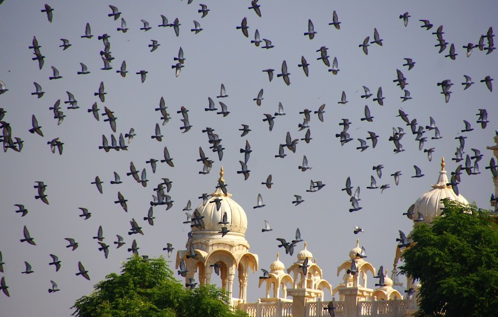 Flock of birds flying by Jaswant Thada in Jodhpur, India 