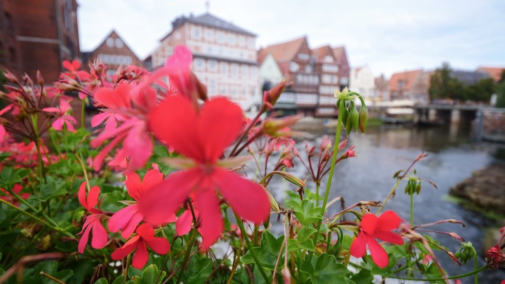 Flower macro detail views riverside in Luneburg, Germany 