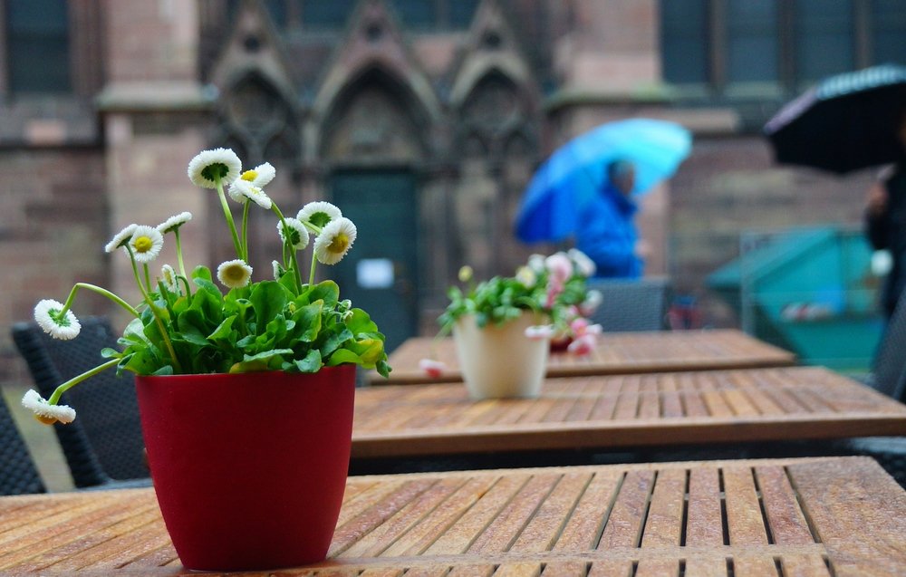 Flowerpot sitting on a restaurant table with people walking by carrying umbrellas in Freiburg, Germany 