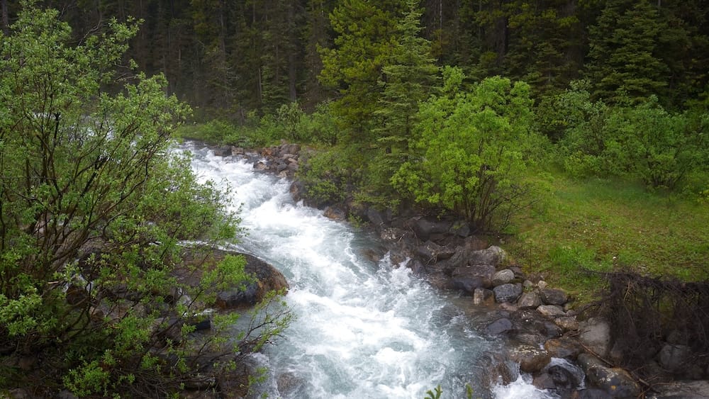A fast-moving glacial stream cuts through dense forest near Moraine Lake Road in Banff National Park, Alberta, Canada.