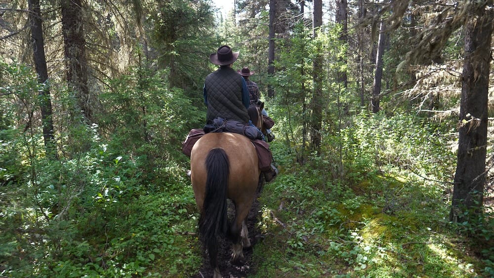Forest trail, day one, Banff Trail Riders backcountry trek, Banff National Park, Alberta, Canada Riders on horseback follow a muddy forest trail through dense pine woods on day one of a Banff Trail Riders backcountry horseback trek in Banff National Park, Alberta, Canada.