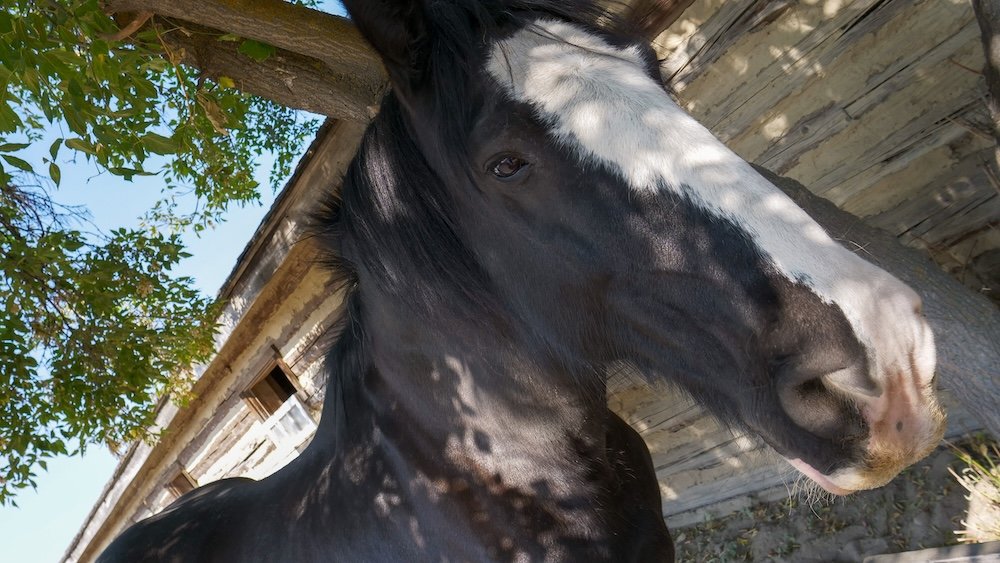 Close-up of a beautiful draft horse at Fort Steele Heritage Town near Cranbrook, BC, standing in dappled shade beside historic wooden buildings, highlighting the gentle working animals that bring this living history town to life for visitors.