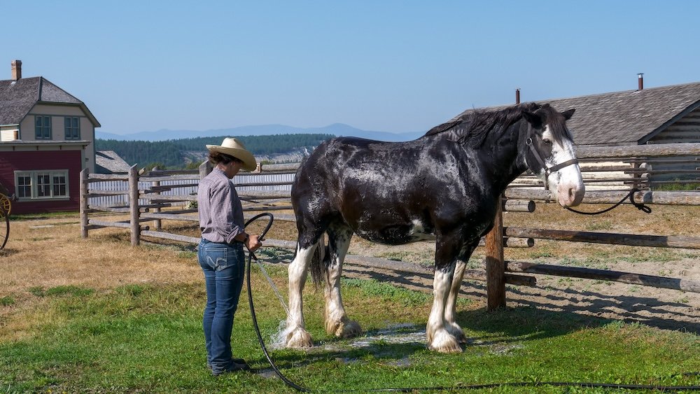 Working draft horses at Fort Steele Heritage Town near Cranbrook, BC, being cared for by staff beside historic barns and fencing, showing the role of livestock in daily frontier life and why the animal areas are a highlight for visiting families.