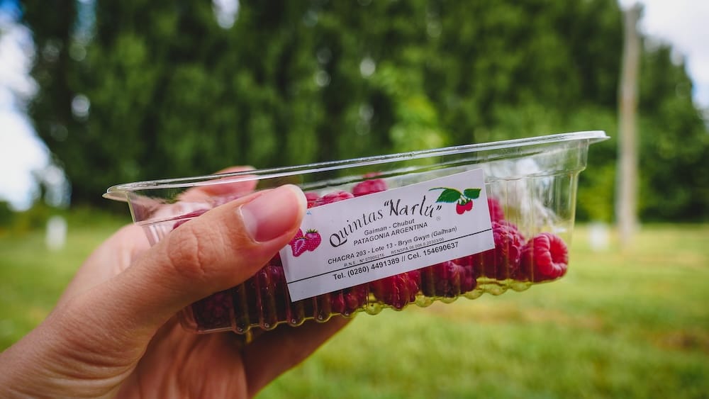 Fresh raspberries from Quintas Narlu held in hand in Gaiman, highlighting Patagonia’s local berry production and the fresh ingredients that shape regional desserts and Welsh tea traditions
