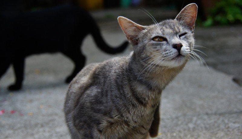 Funny streching Thai cat in Chiang Mai, Thailand