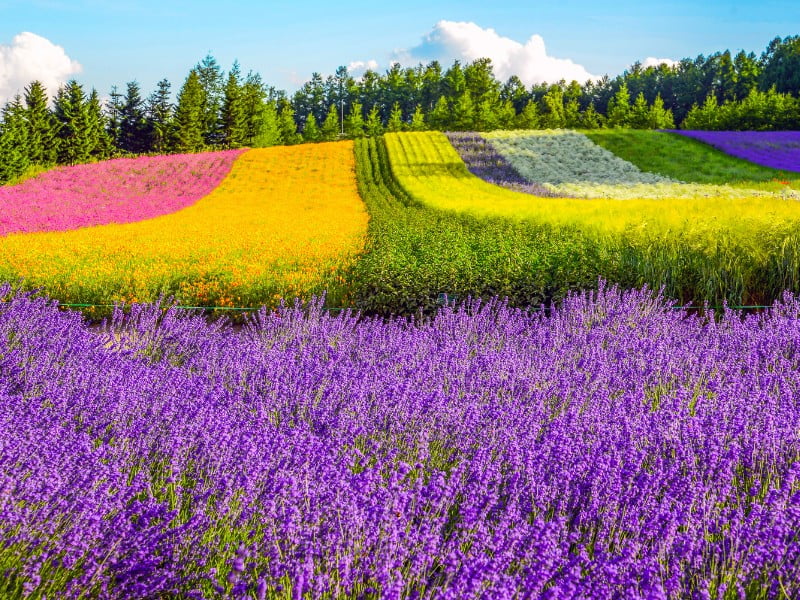 Furano lavender field in Japan 