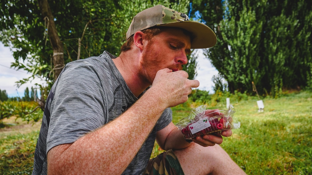 Samuel Jeffery eating fresh raspberries in Gaiman Welsh Valley Patagonia Gaiman Welsh Valley in Chubut Patagonia Argentina where Samuel Jeffery eats fresh raspberries grown in the fertile Chubut River valley, an agricultural area developed by Welsh settlers who transformed this desert region into productive farmland.