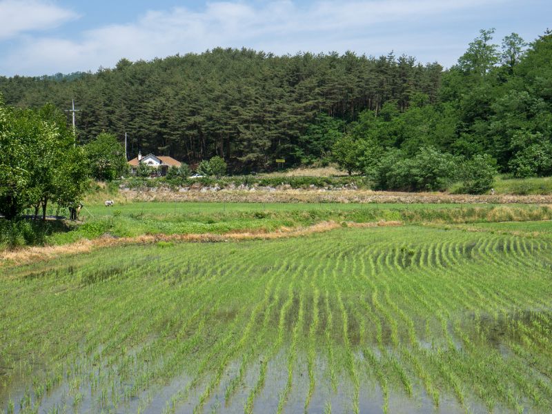 Gangneung rural scene in South Korea 