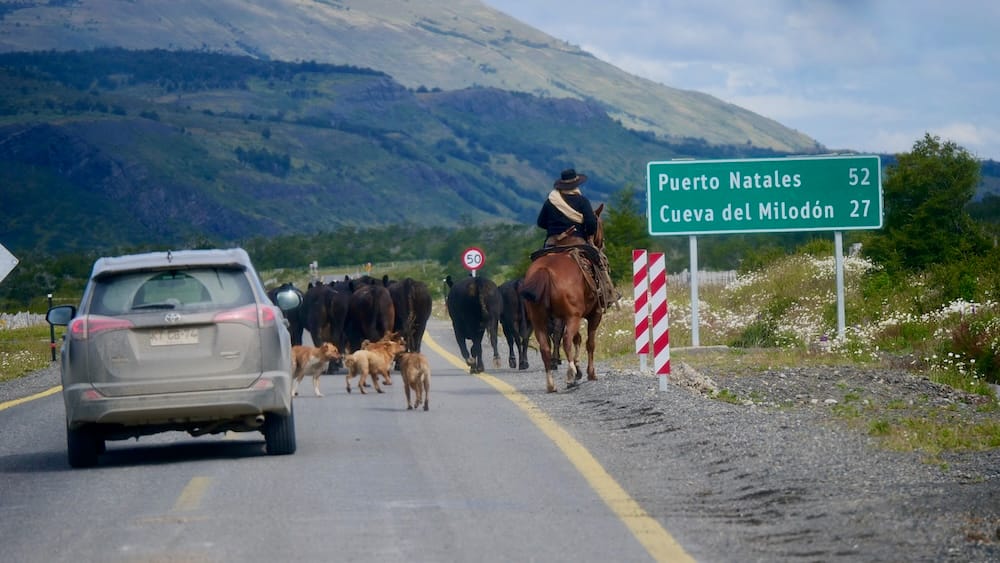 Arreo de ganado en la ruta a Puerto Natales cerca de Torres del Paine, Región de Magallanes, Chile Un gaucho a caballo arrea ganado y perros por una ruta de dos carriles mientras un auto espera detrás, con un cartel vial verde que indica Puerto Natales 52 km y Cueva del Milodón 27 km, montañas de fondo, en la ruta cerca de Torres del Paine, Región de Magallanes, Patagonia chilena.