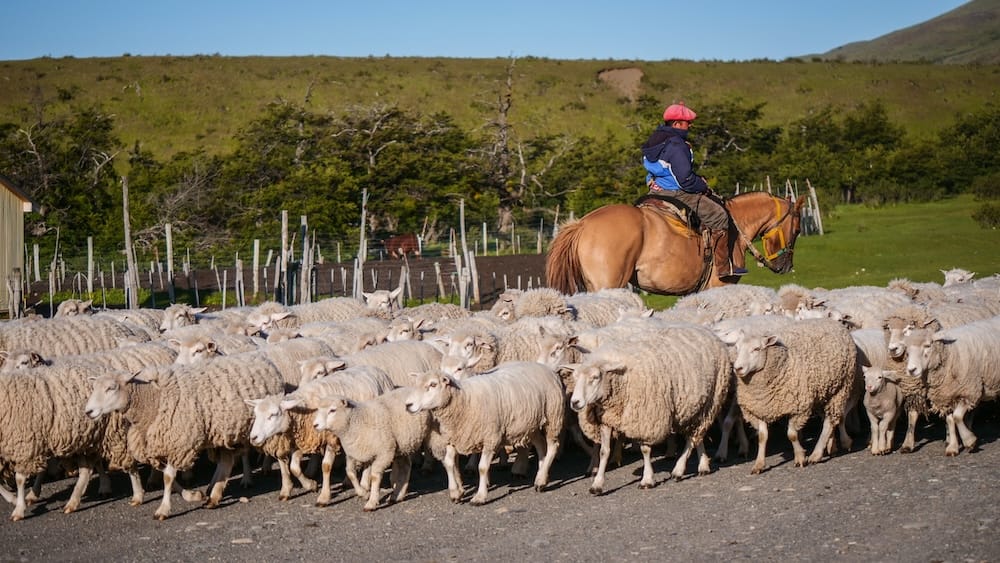 A gaucho on horseback herds a large flock of Merino sheep across Estancia Nibepo Aike near El Calafate, Santa Cruz, Patagonia, Argentina, with green pasture and low wooded hills behind.