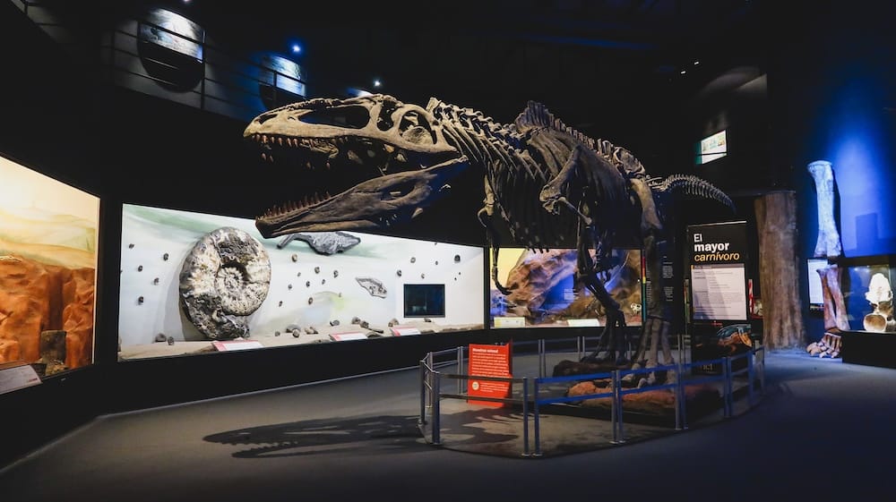 Giganotosaurus Fossil Skeleton at the Egidio Feruglio Museum in Trelew, Argentina A towering Giganotosaurus fossil skeleton stands inside the Egidio Feruglio Paleontological Museum in Trelew, Chubut, Argentine Patagonia.