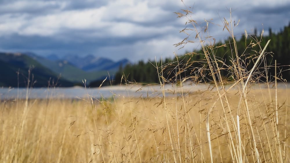 Golden grass along Lower Kananaskis Lake, Peter Lougheed Provincial Park, Alberta Tall golden grass frames a soft-focus view of Lower Kananaskis Lake and distant mountains under a cloudy sky in Peter Lougheed Provincial Park, Alberta.