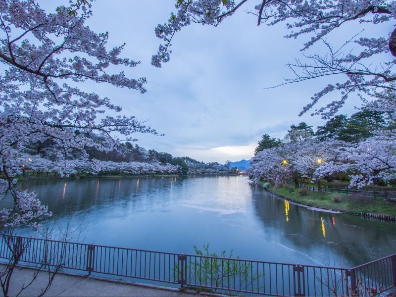 Gorgeous and distinct cherry blossoms in Takamatsu Pond visiting Takamatsu Park