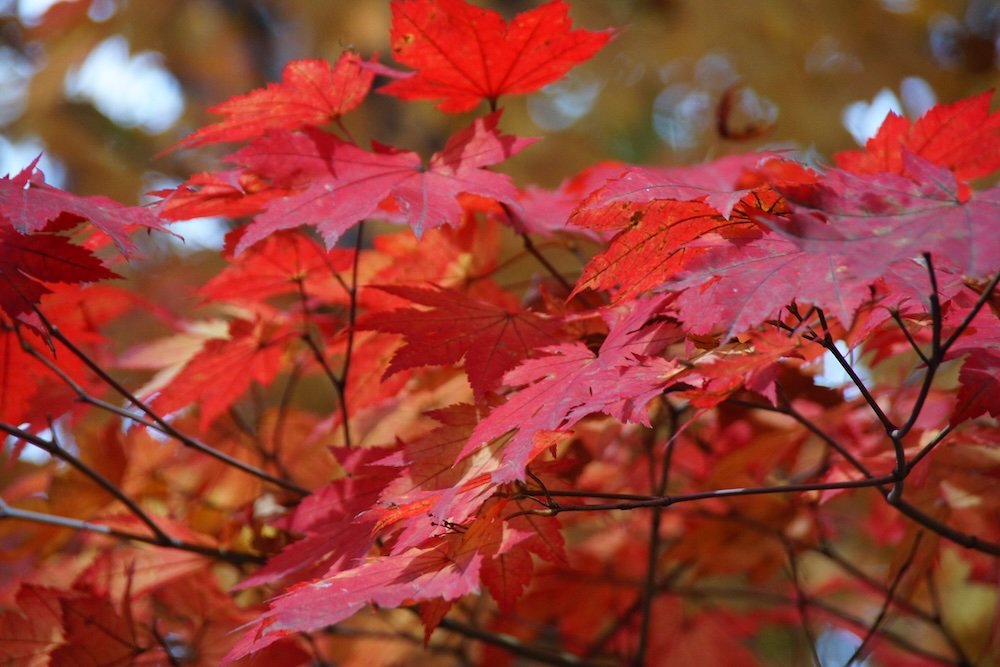 Gorgeous autumn colours in Yongin, Korea 