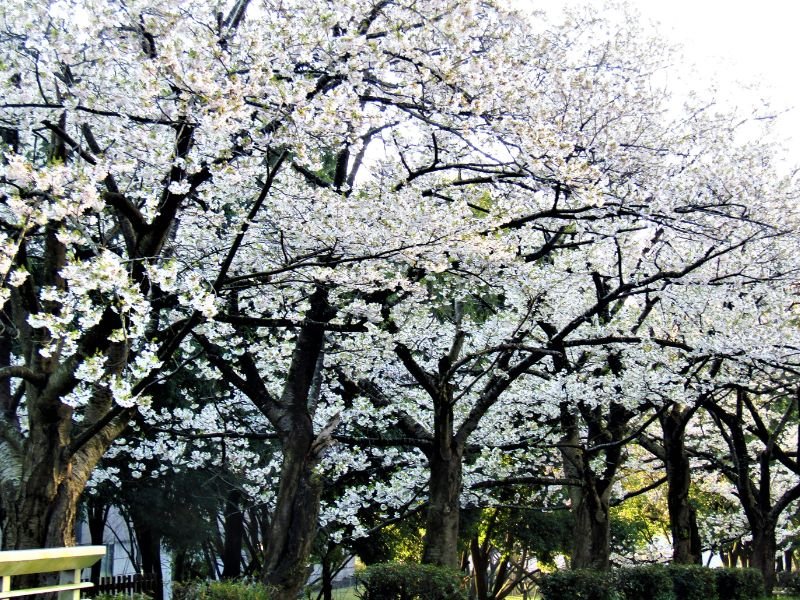 Gorgeous cherry blossom in Tsukuba city, Japan