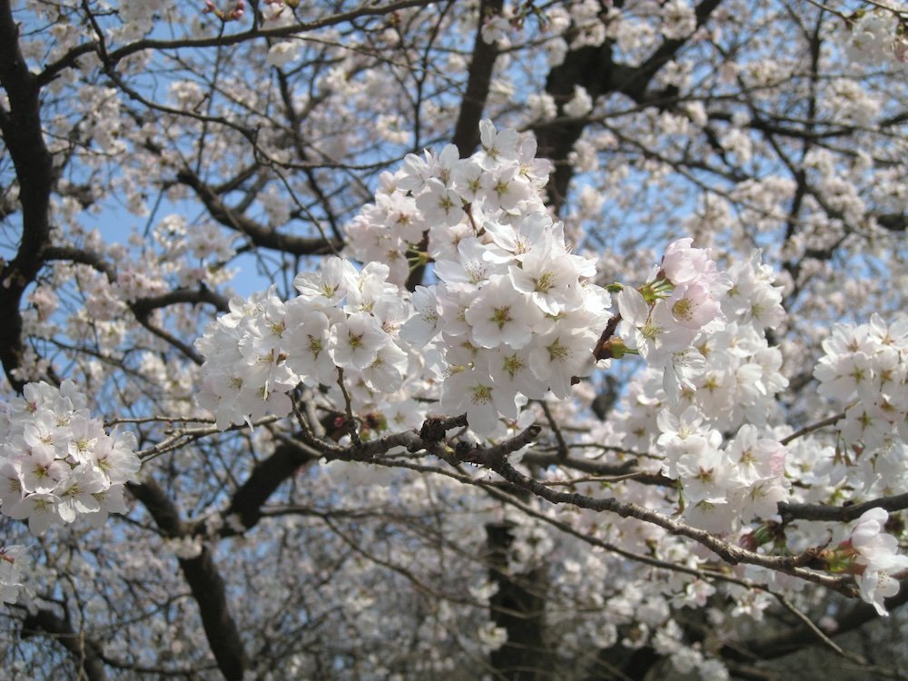 Gorgeous cherry blossoms in Daejeon, Korea 