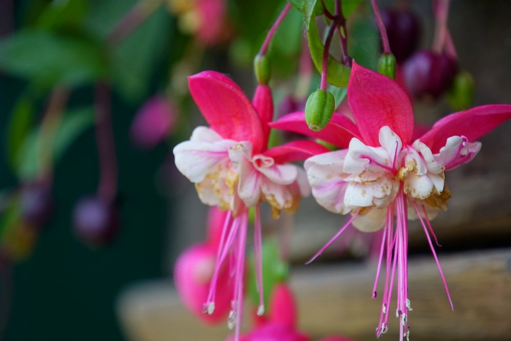 Gorgeous flowers we noticed at the open-air museum featuring German traditions and culture in Spreewald, Germany