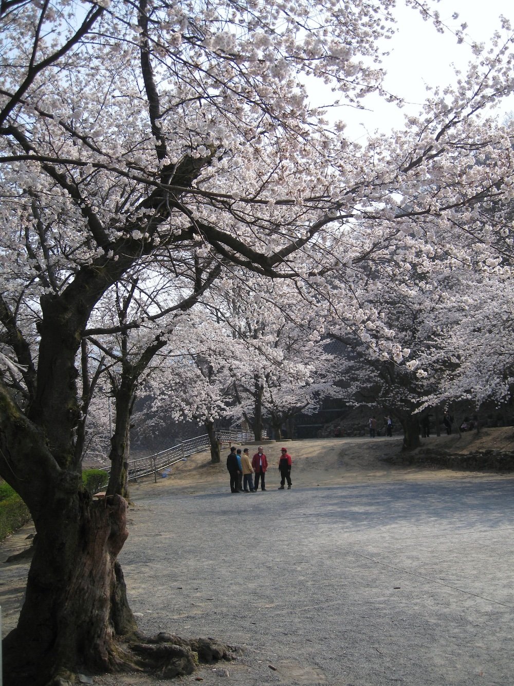 Gorgeous scenery with trees and cherry blossoms in Daejeon, South Korea 