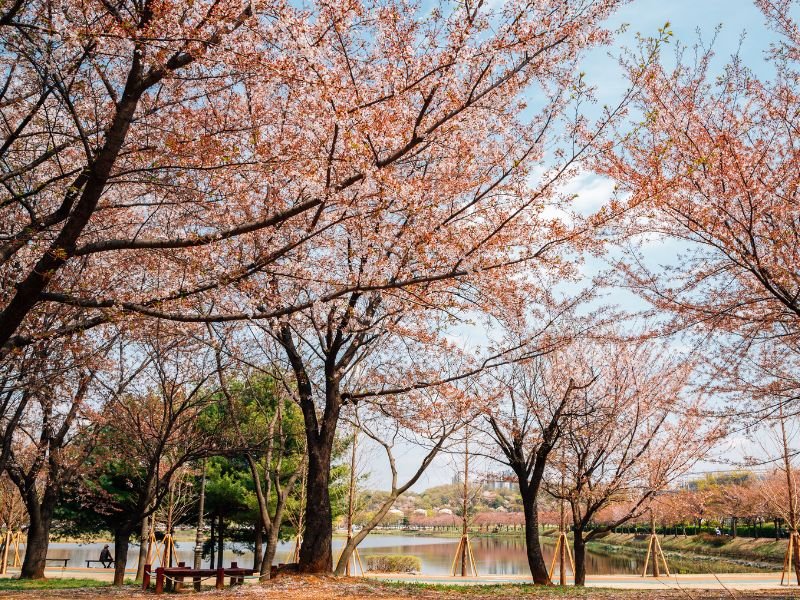 Gorgeous trees and natural scenery at Hwarang Recreation Area park at spring in Ansan, Korea